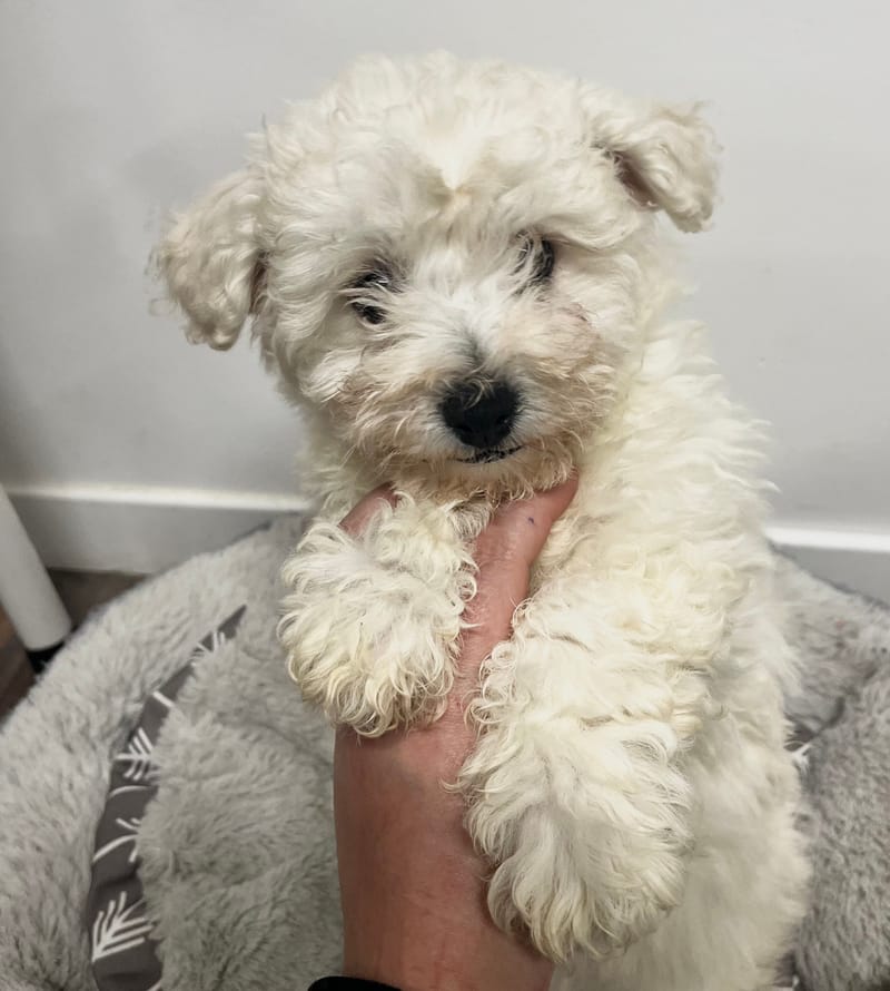 Alma femelle née le:24/11/2025 (Parents LOF)