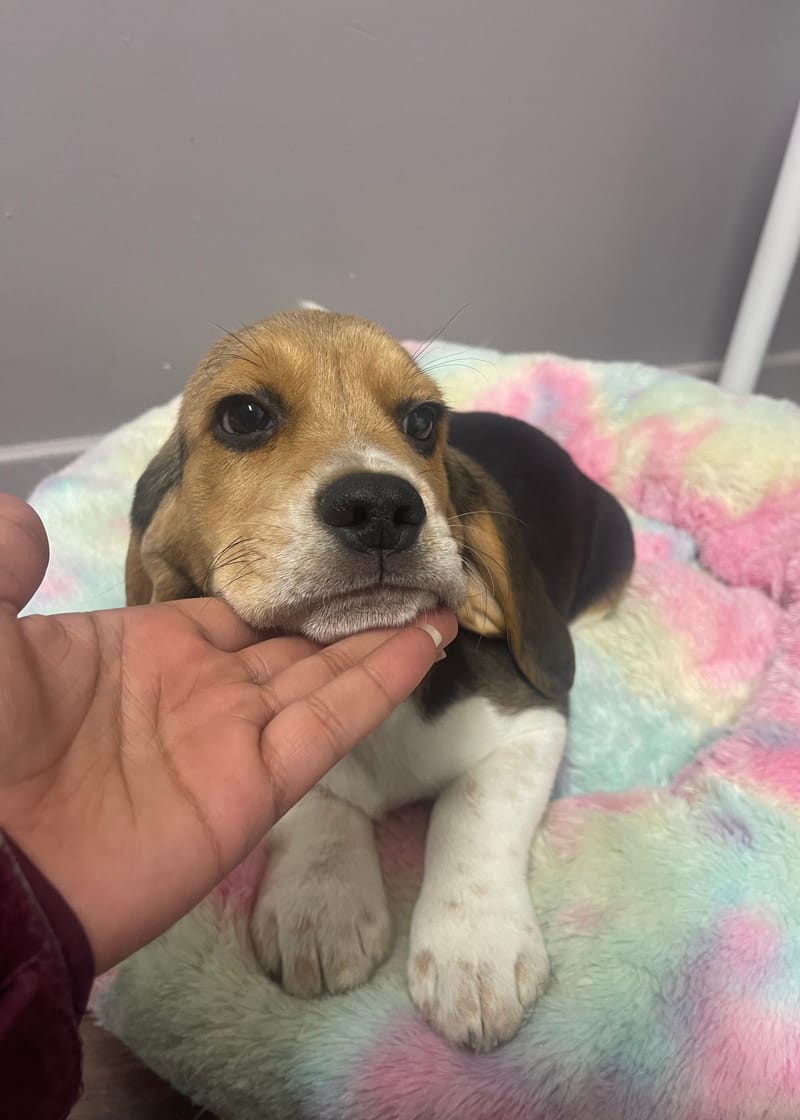 AZOT mâle né le: 19/11/2025 Parents LOF)