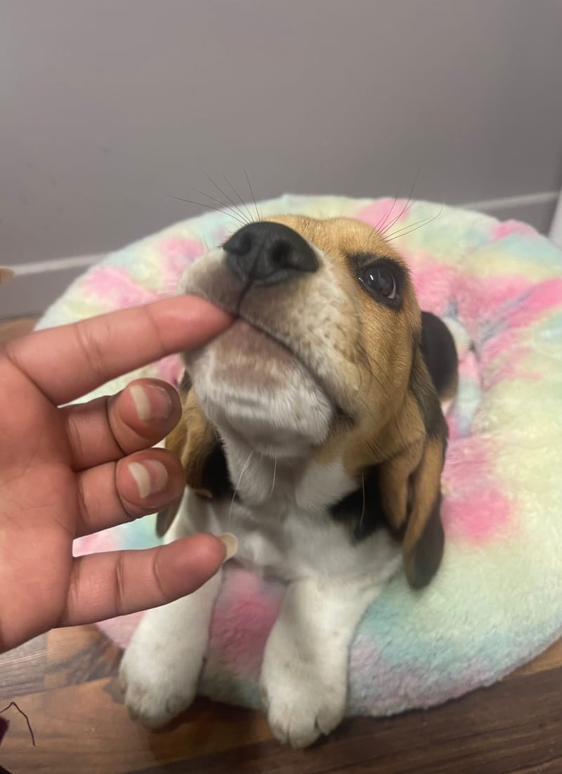 AZOT mâle né le: 19/11/2025 Parents LOF)