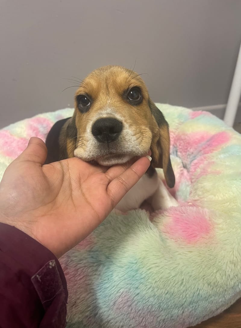 AZOT mâle né le: 19/11/2025 Parents LOF)