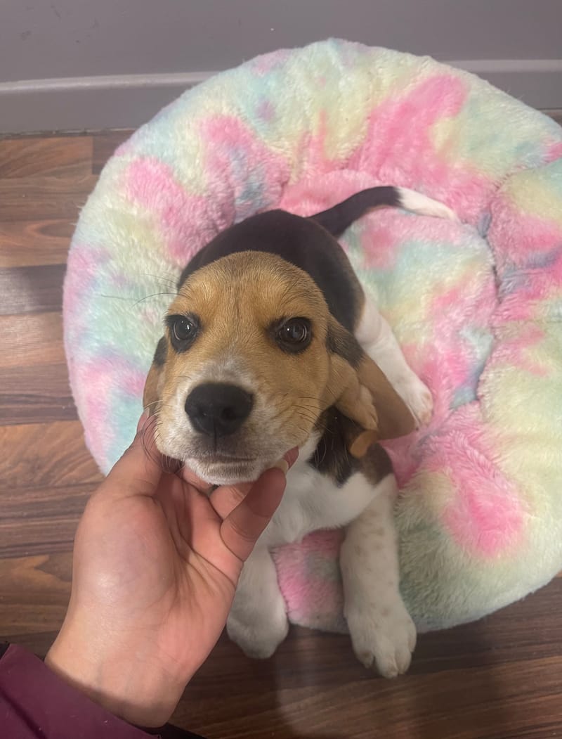 AZOT mâle né le: 19/11/2025 Parents LOF)