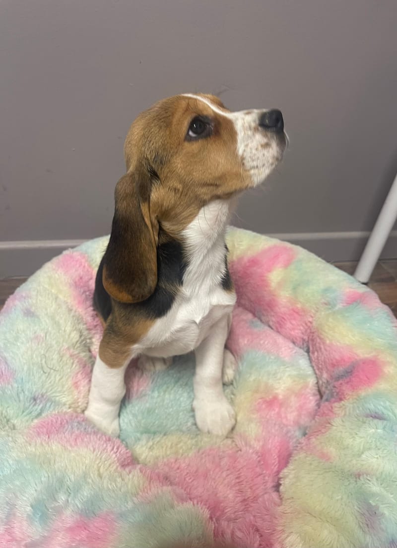 AGORA née le: 19/11/25 (Parents LOF)