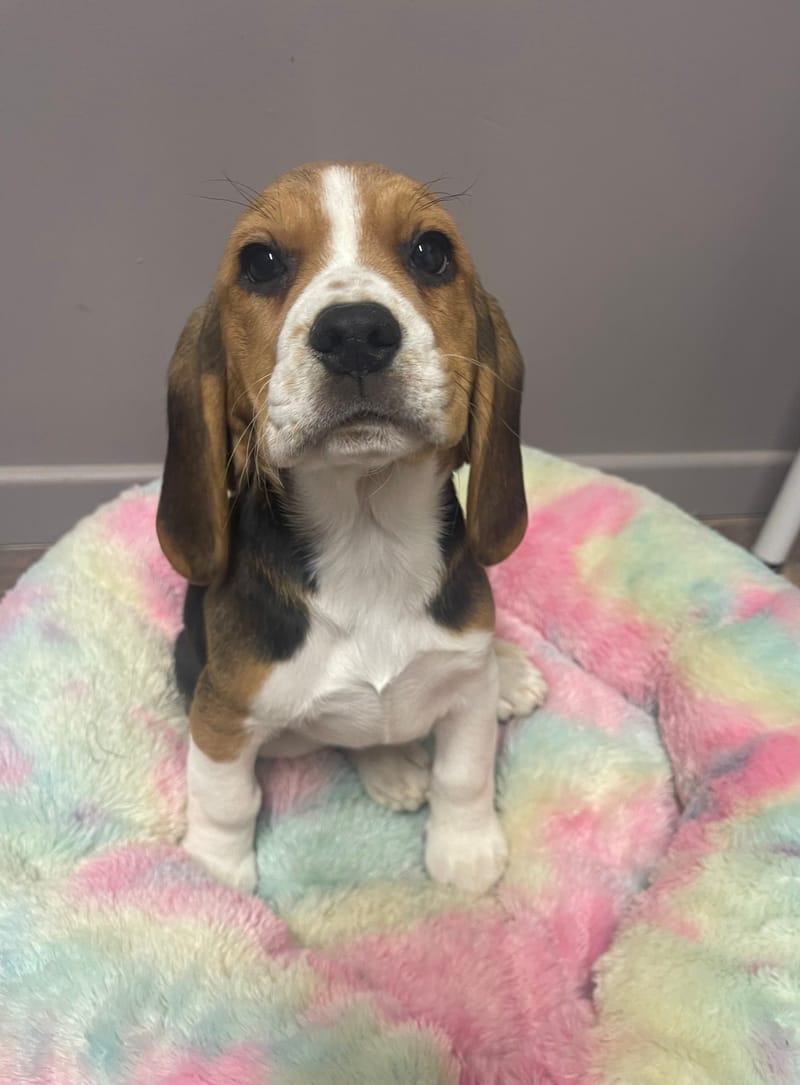 AGORA née le: 19/11/25 (Parents LOF)