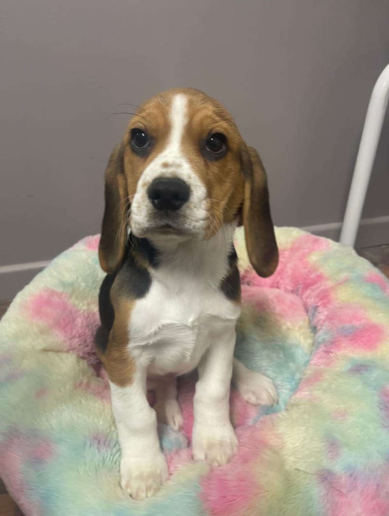 AGORA née le: 19/11/25 (Parents LOF)