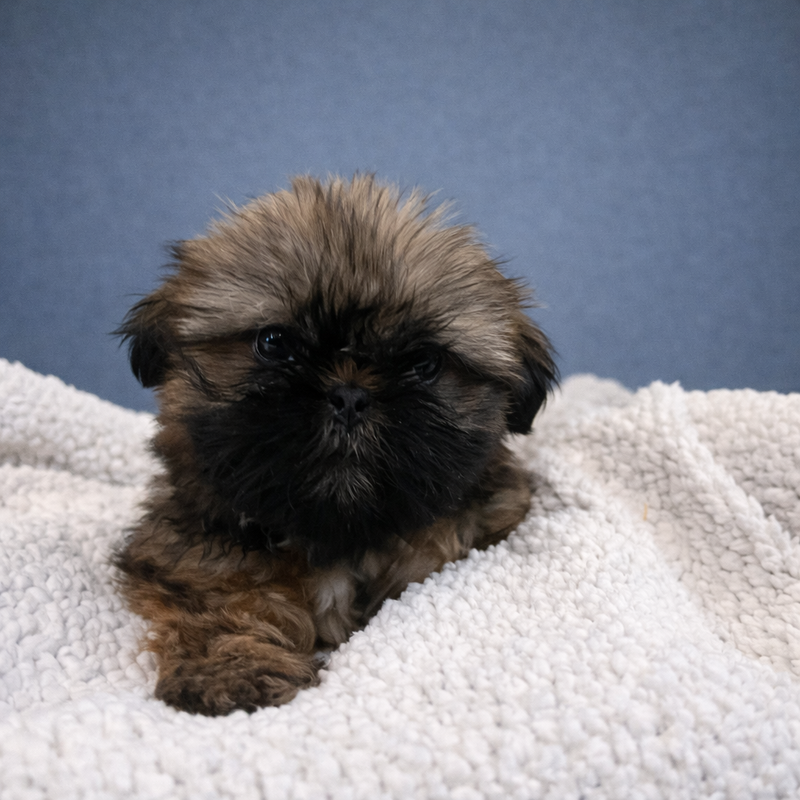 AZIA, femelle née le 28/11/2025 non LOF (parents LOF)