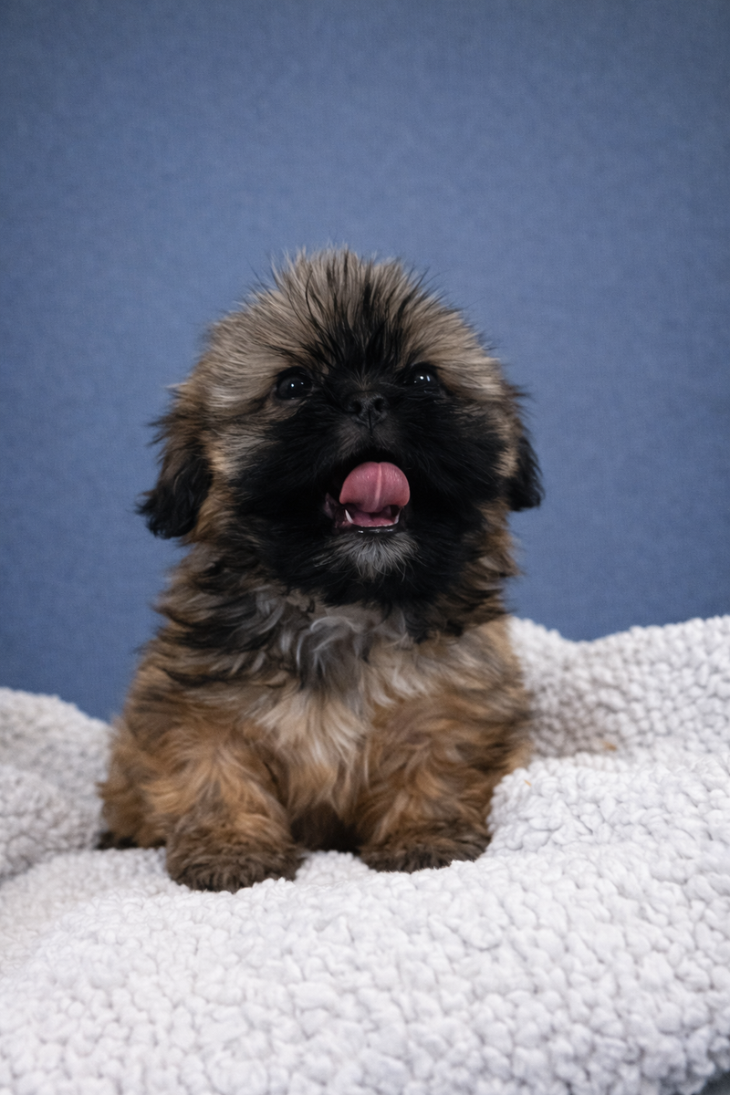 AZIA, femelle née le 28/11/2025 non LOF (parents LOF)