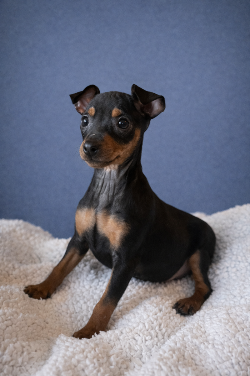 ANITA, femelle née le 22/11/2025 non LOF (parents LOF)