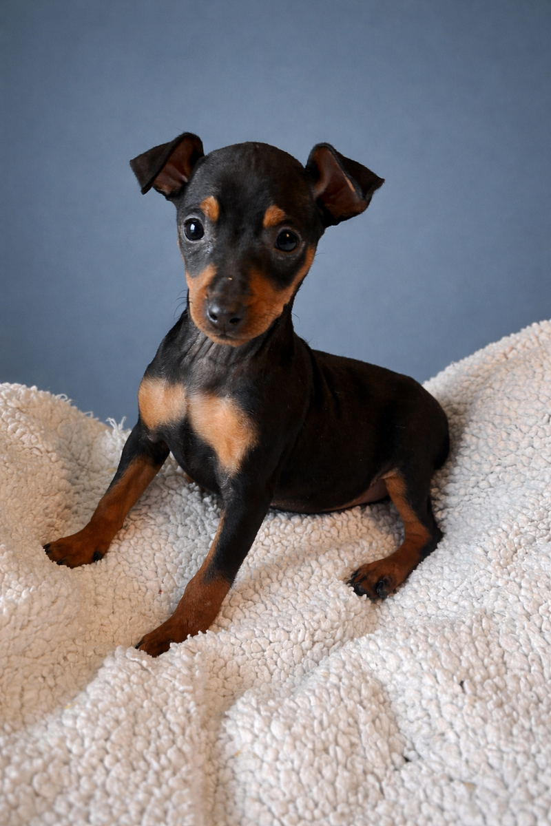 ANITA, femelle née le 22/11/2025 non LOF (parents LOF)