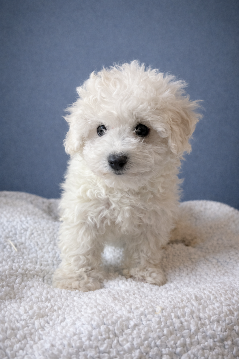 AQUA, femelle née le 24/11/2025 non LOF (parents LOF)