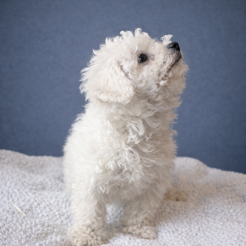 AQUA, femelle née le 24/11/2025 non LOF (parents LOF)