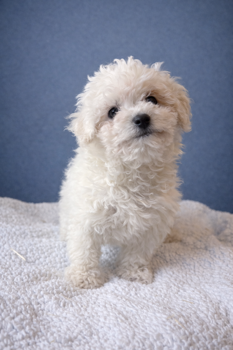 AQUA, femelle née le 24/11/2025 non LOF (parents LOF)