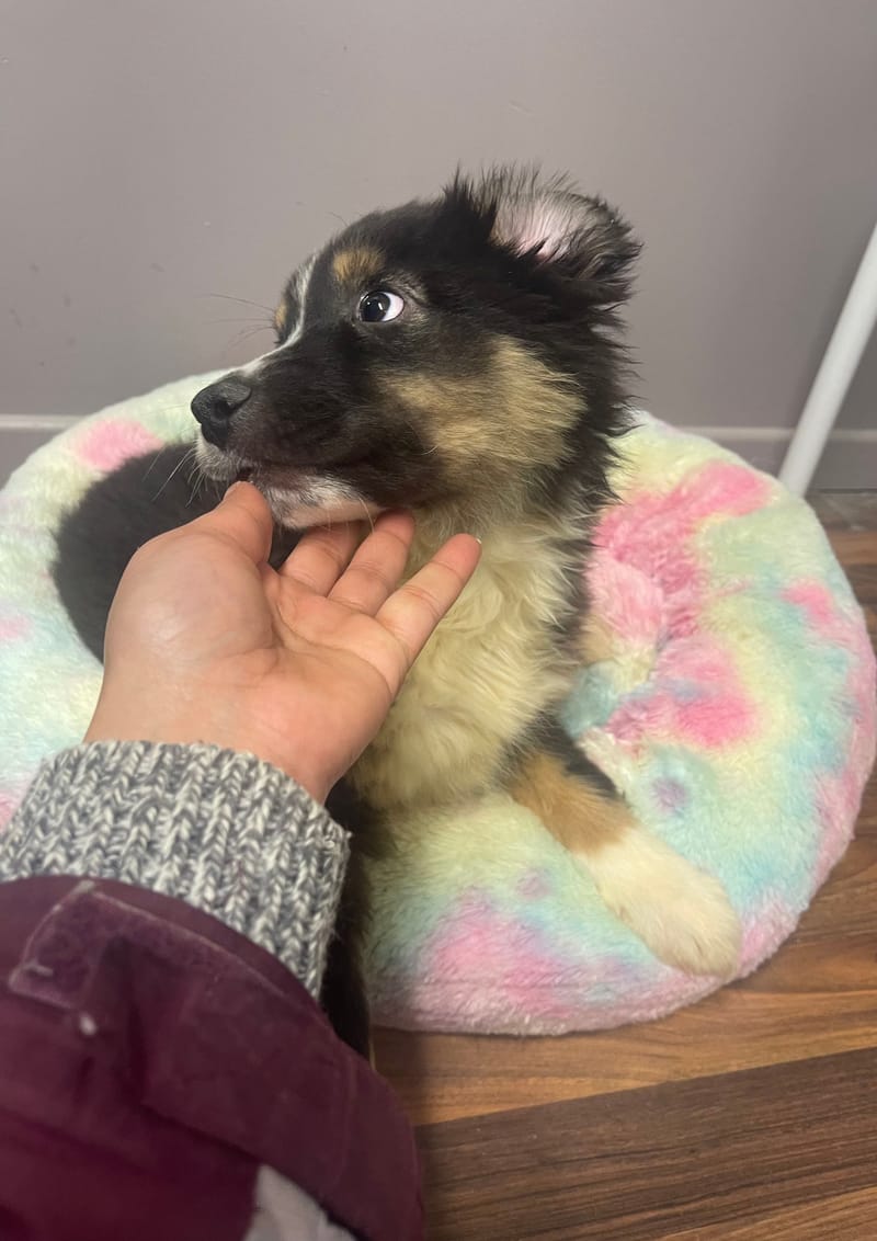 ASTRO mâle ne né le: 08/11/25 (Parents LOF)