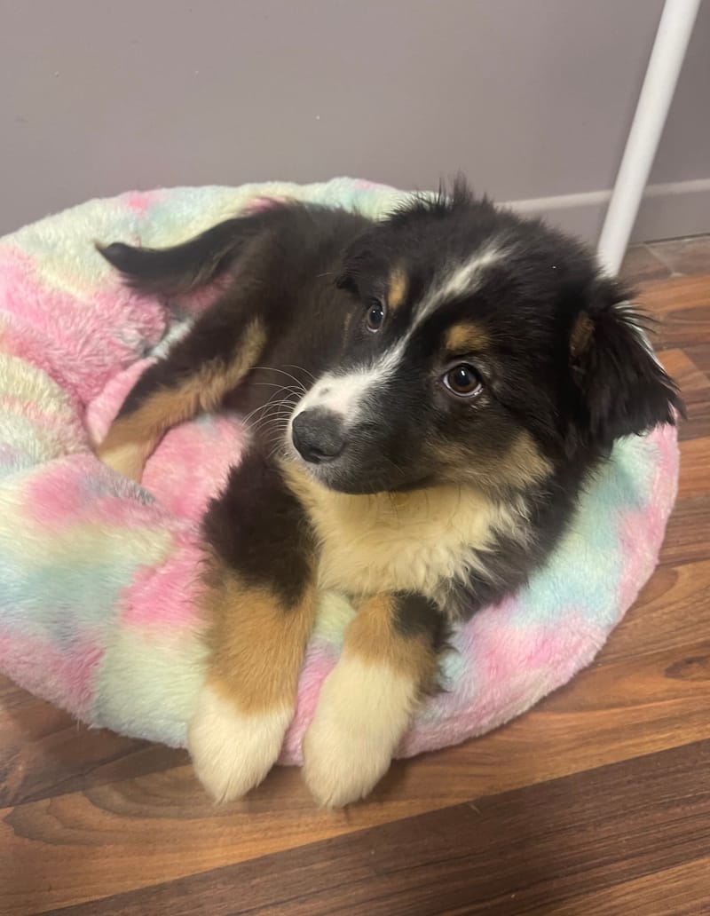 ASTRO mâle ne né le: 08/11/25 (Parents LOF)