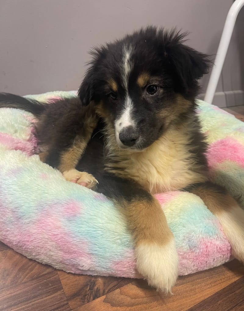 ASTRO mâle ne né le: 08/11/25 (Parents LOF)