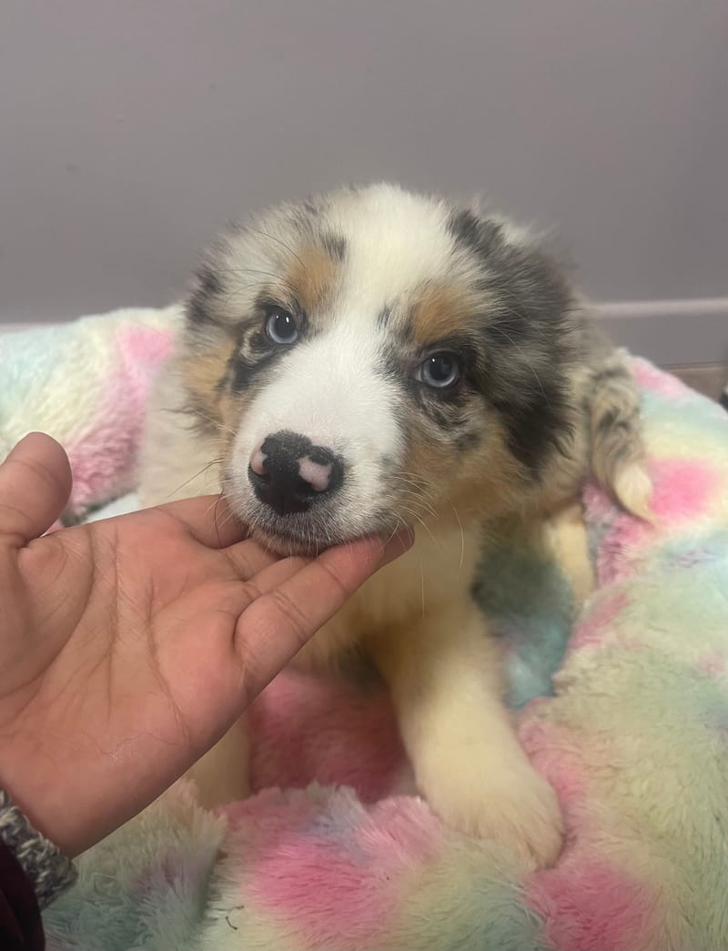 ANDREA femelle née le:08/11/25 ( Parents LOF)