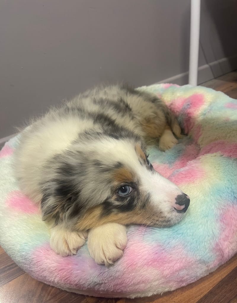 ANDREA femelle née le:08/11/25 ( Parents LOF)