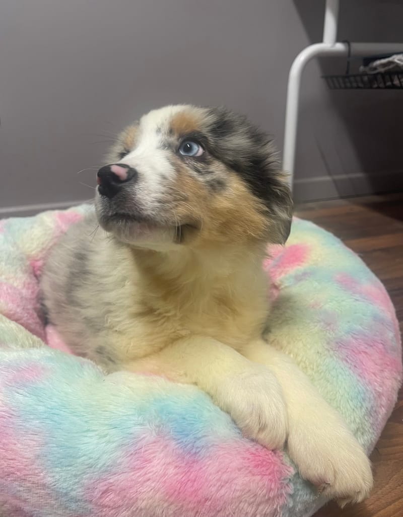 ANDREA femelle née le:08/11/25 ( Parents LOF)