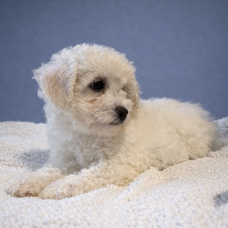 AZIZA, femelle née le 24/11/2025 non LOF (parents LOF)