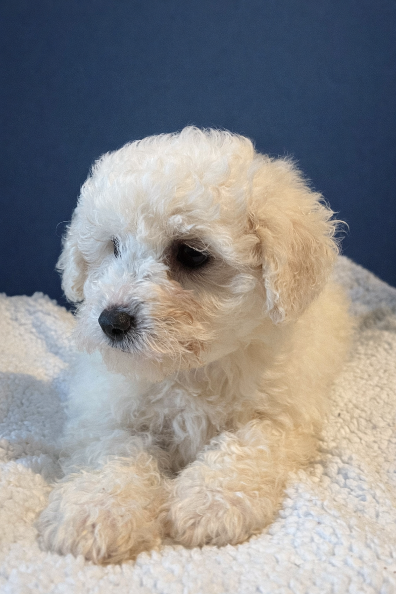 AZIZA, femelle née le 24/11/2025 non LOF (parents LOF)