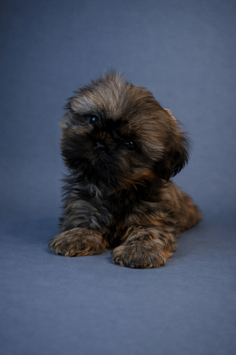 ASBEEN, mâle né le 28/11/2025 non LOF (parents LOF)