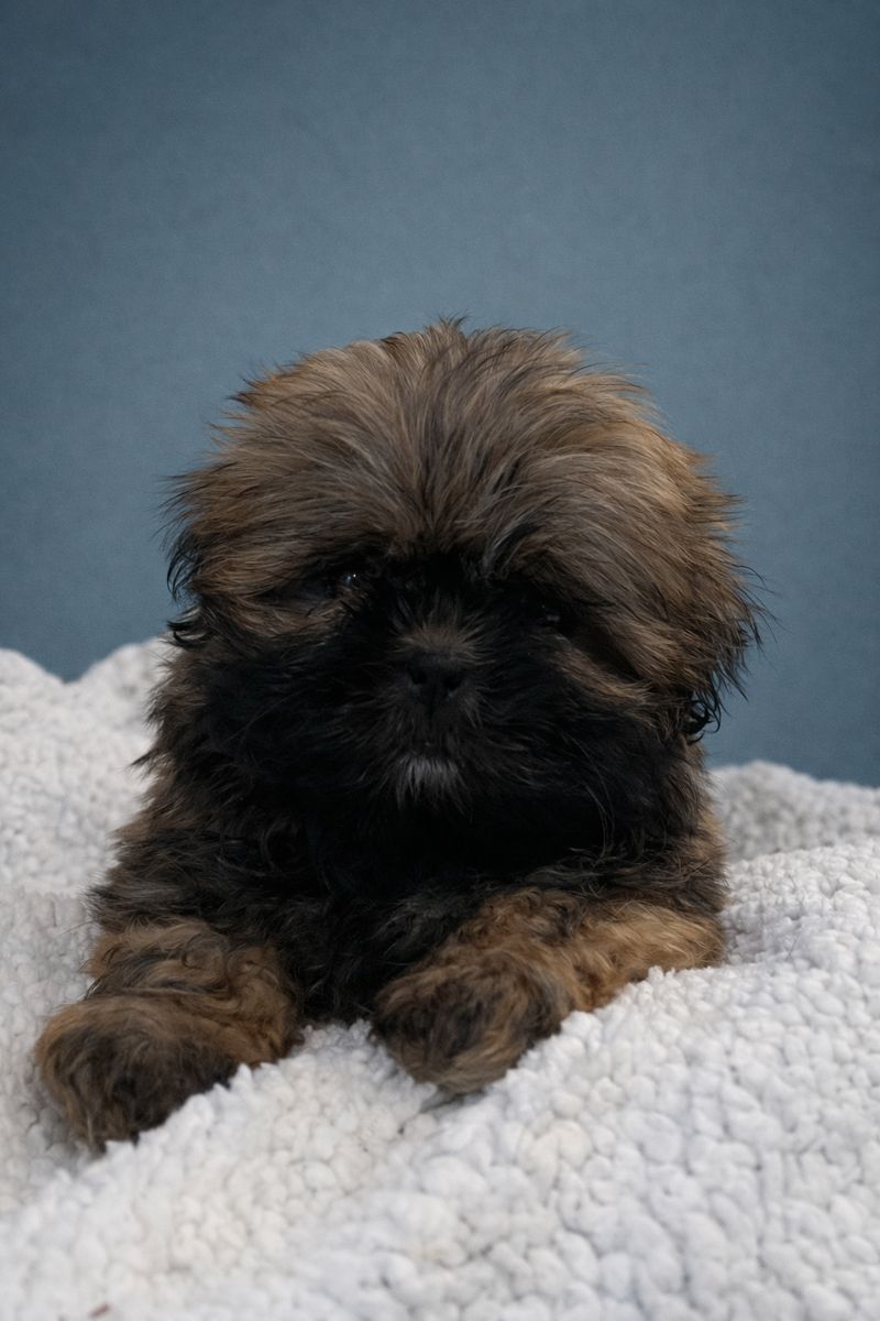 AZOTA, femelle née le 26/11/2025 non LOF (parents LOF)