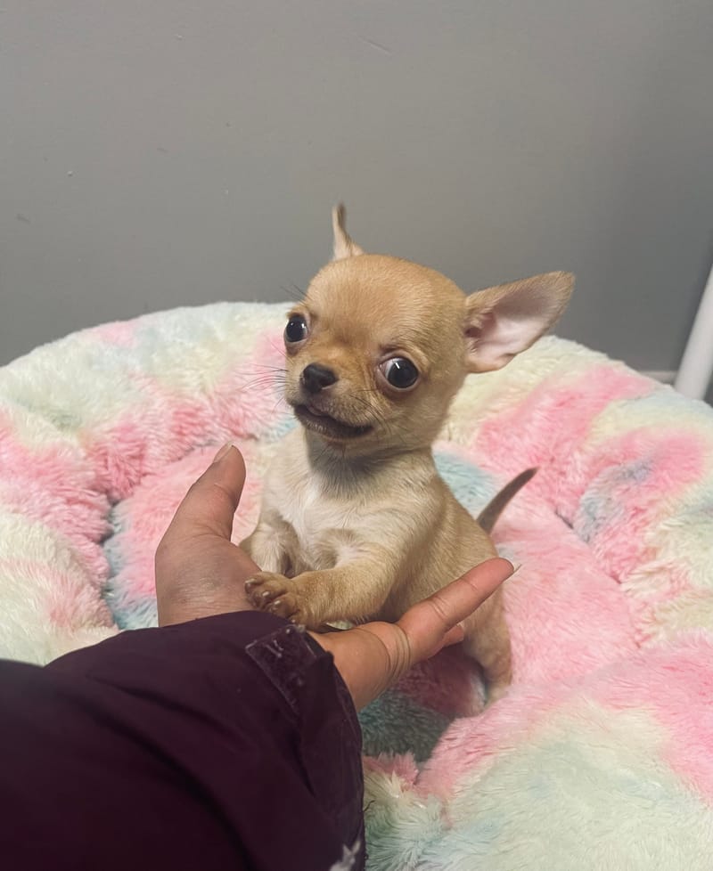  ARGON Mâle né le: 02/12/2025 LOF