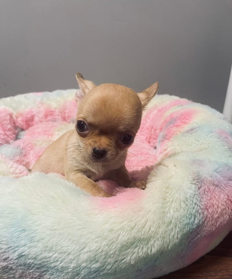  ARGON Mâle né le: 02/12/2025 LOF