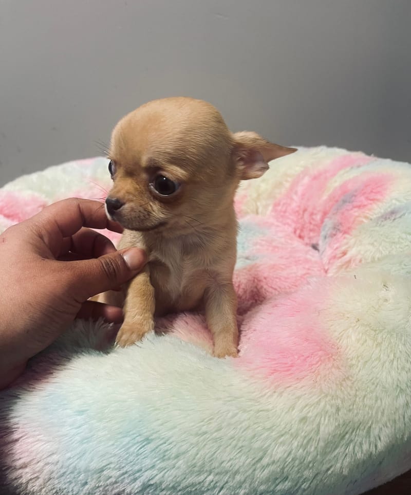  ARGON Mâle né le: 02/12/2025 LOF