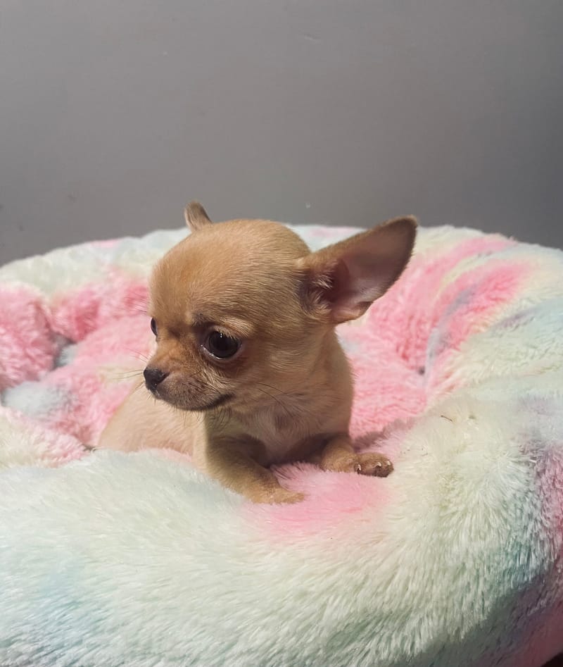  ARGON Mâle né le: 02/12/2025 LOF