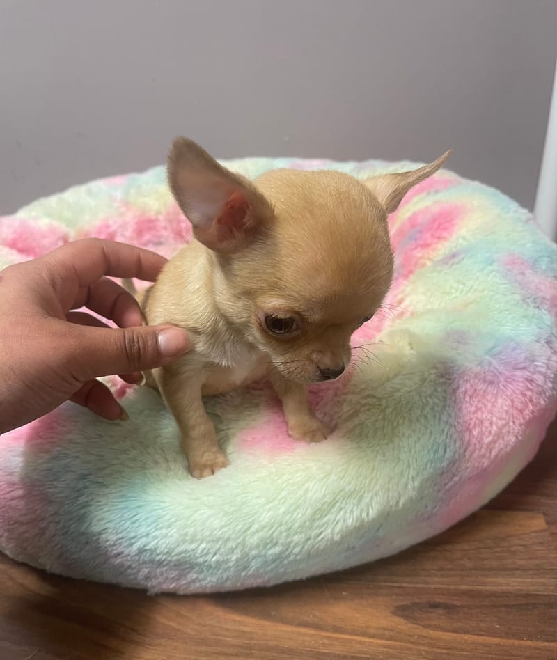  ARGON Mâle né le: 02/12/2025 LOF