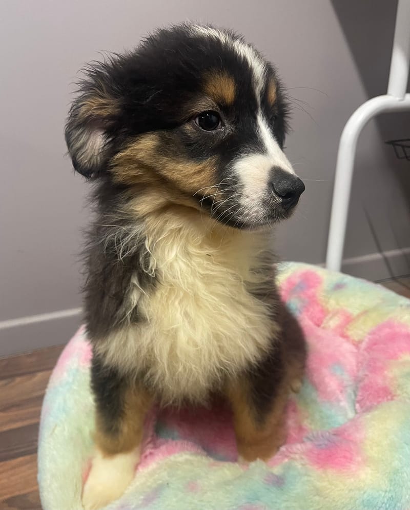 Alea femelle née le: 08/11/25 Parents LOF)