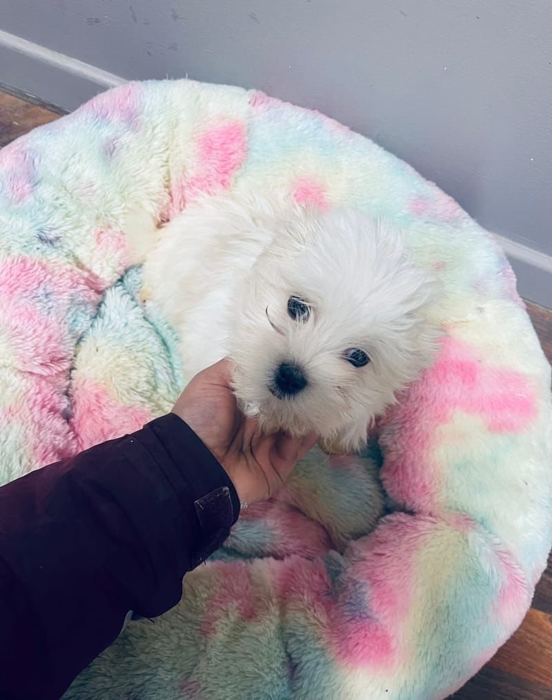 Aston mâle né le : 29/10/2025   (Parents LOF)