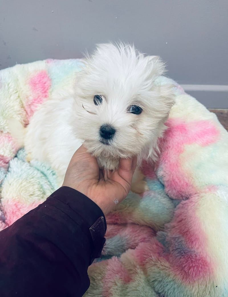 Aston mâle né le : 29/10/2025   (Parents LOF)