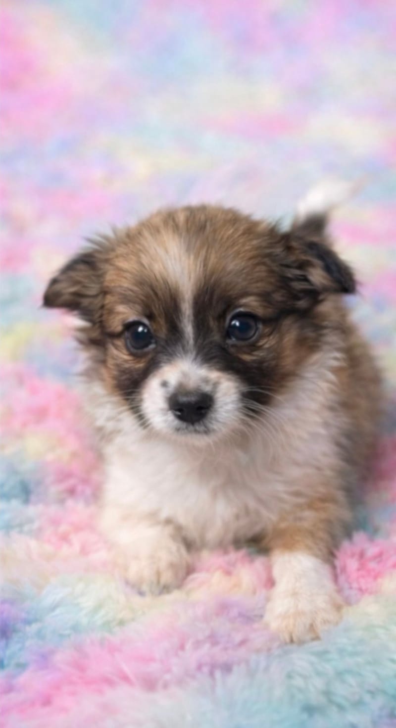 AZIA femelle née le :07/12/2025 (LOF)