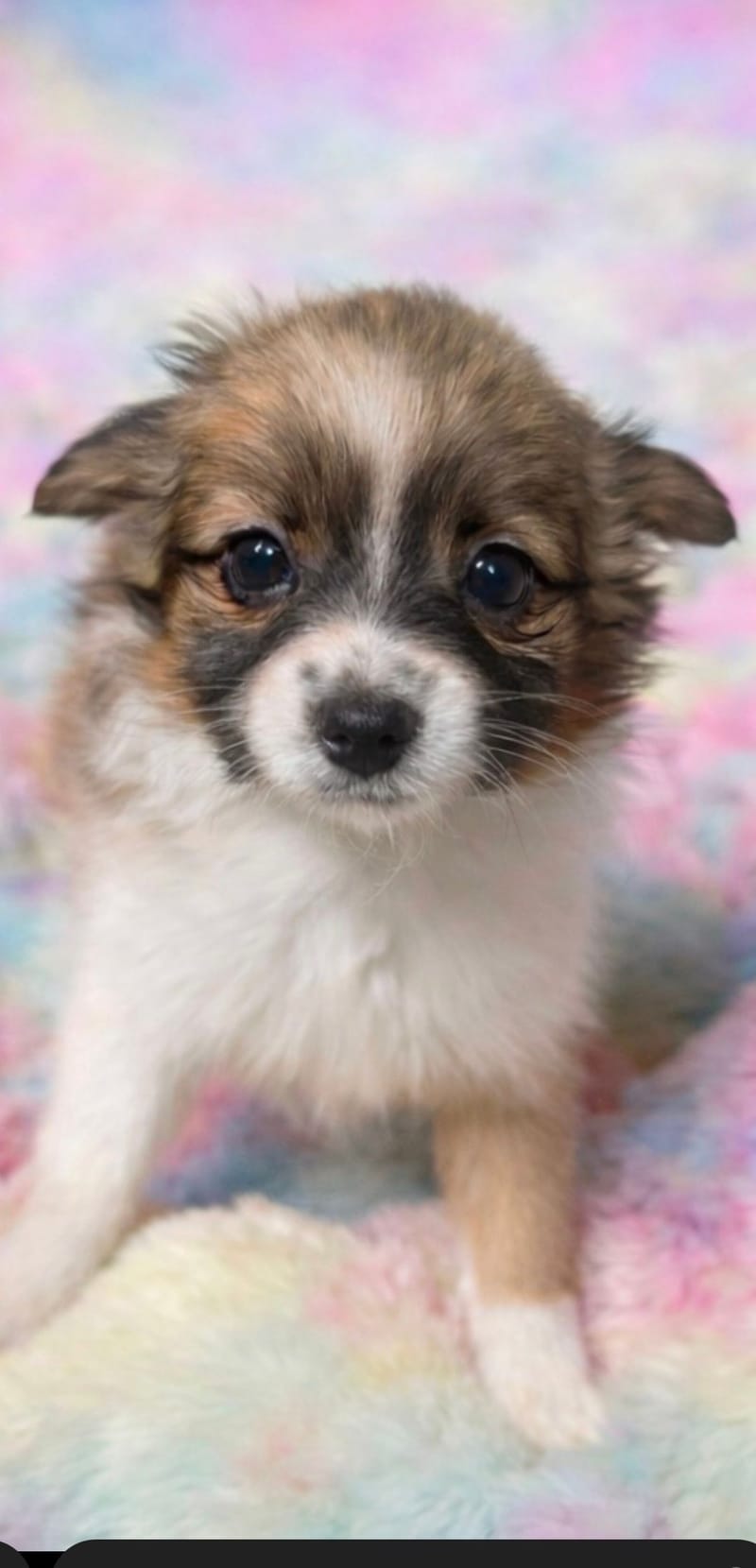 AZIA femelle née le :07/12/2025 (LOF)