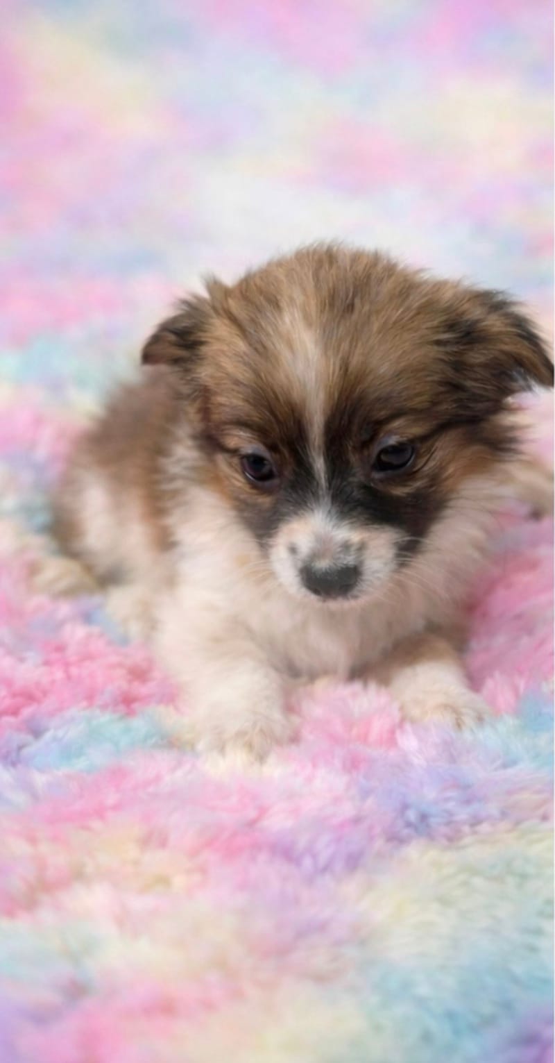 AZIA femelle née le :07/12/2025 (LOF)