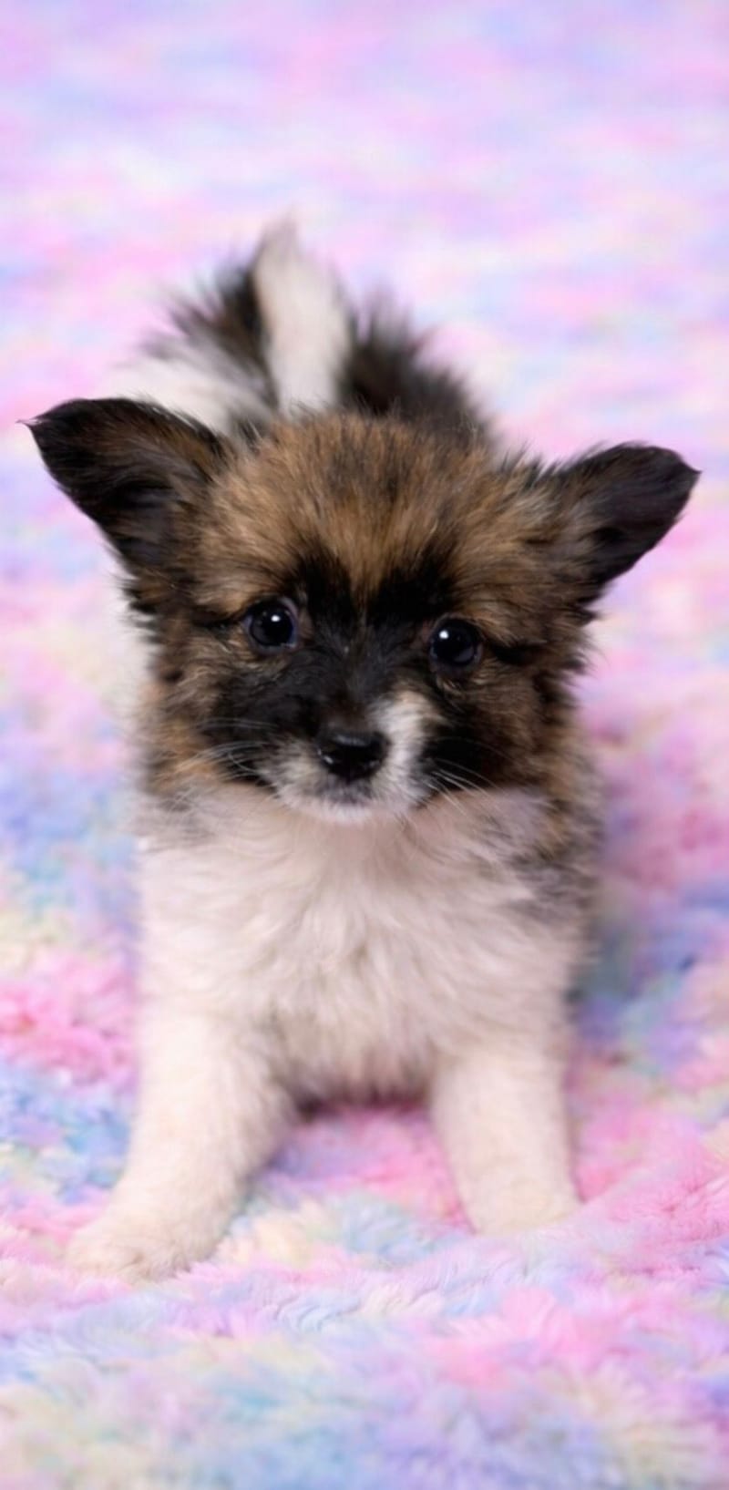 ANIS femelle née le : 07/12/2025 (LOF)