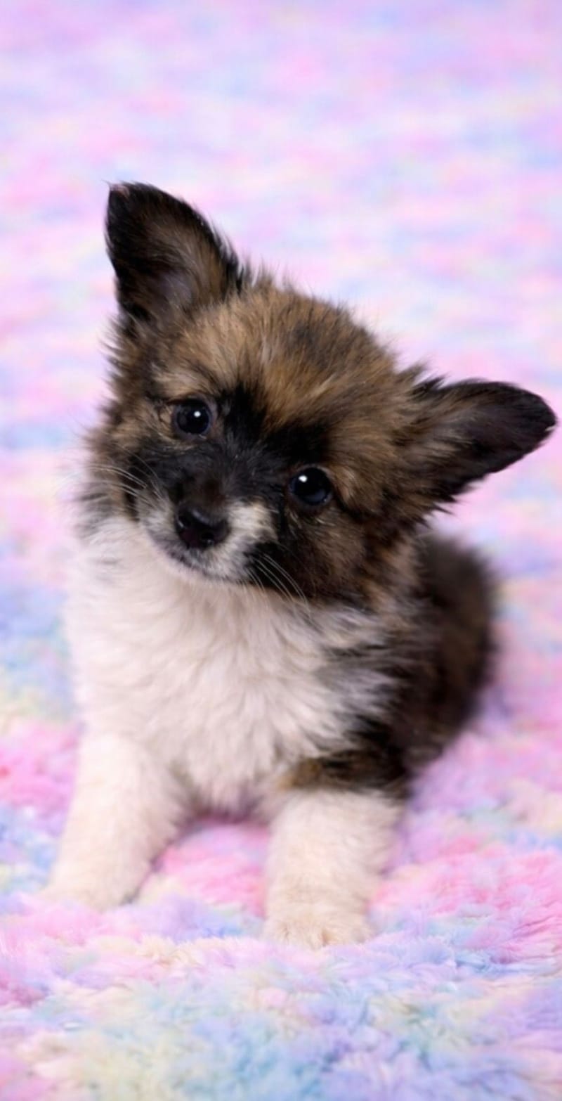 ANIS femelle née le : 07/12/2025 (LOF)