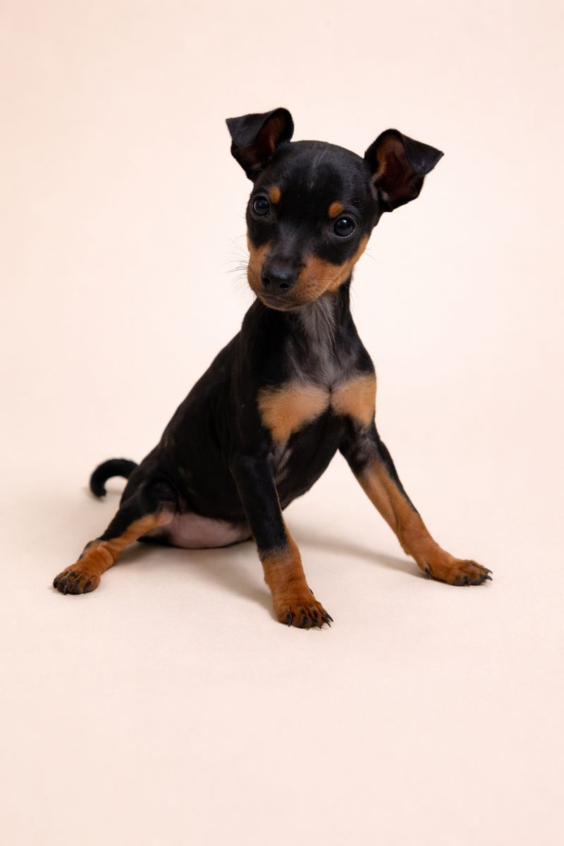 Agora, Pinscher femelle née le 22/11/25 non LOF