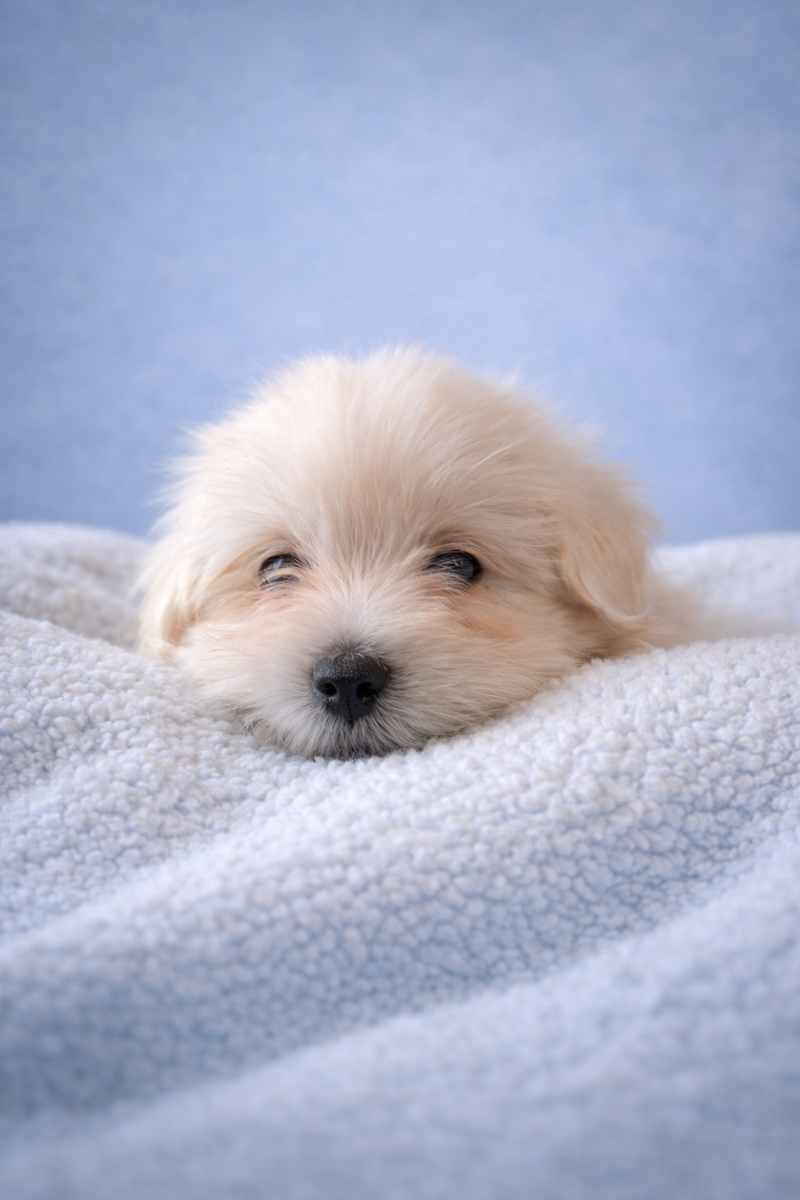 AZOT, mâle né le 15/12/2025 LOF