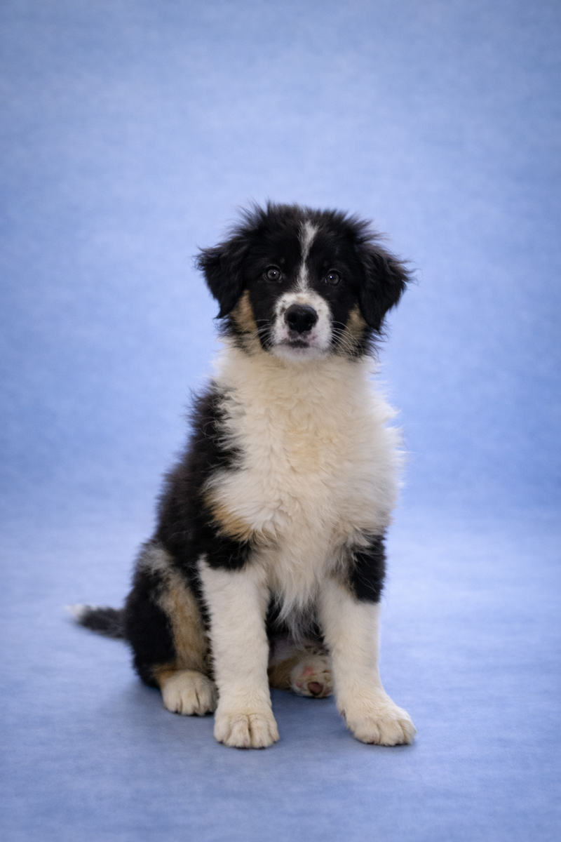 ASTON, mâle né le 02/11/2025 non LOF (parents LOF)