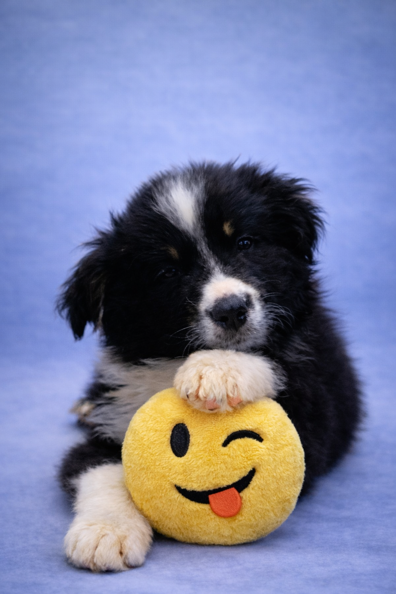 ANGUS, mâle né le 10/12/2025 non LOF (parents LOF)