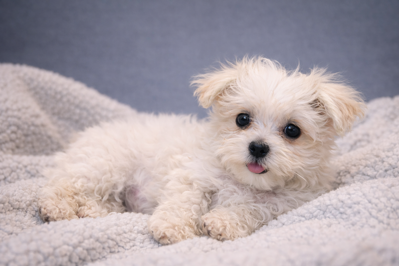 AZTEK, mâle né le 08/12/2025 LOF