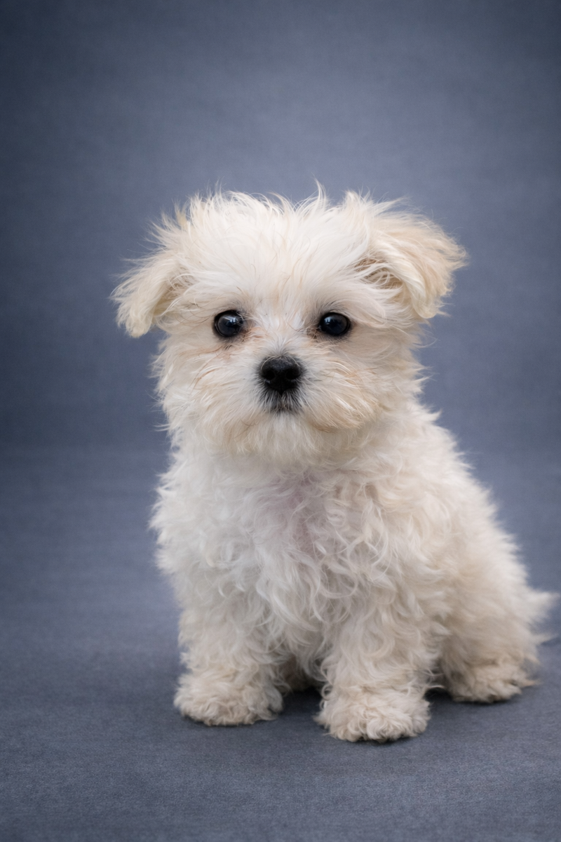 AZTEK, mâle né le 08/12/2025 LOF