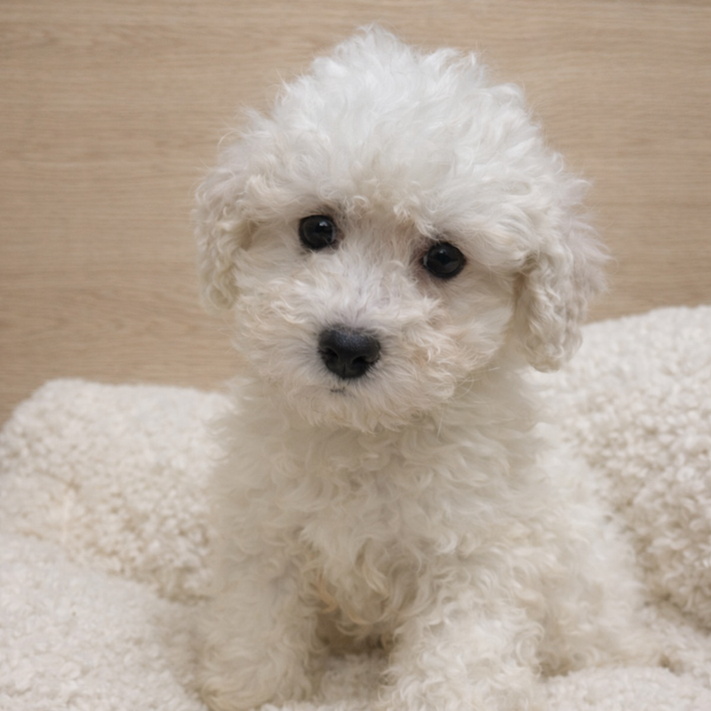 Aldo, Bichon Frisé mâle né le 23/11/25 non LOF