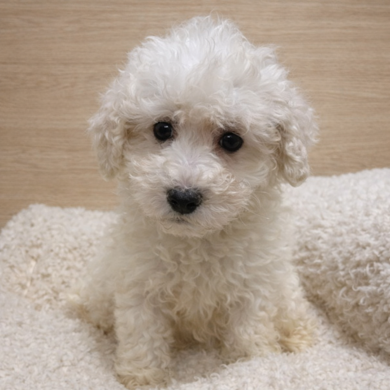 Aldo, Bichon Frisé mâle né le 23/11/25 non LOF