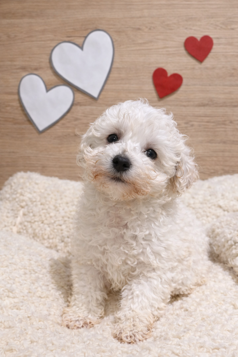 Andy, Bichon Frisé mâle né le 04/12/25 LOF