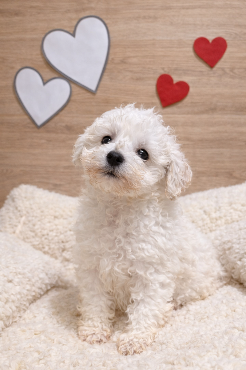 Andy, Bichon Frisé mâle né le 04/12/25 LOF