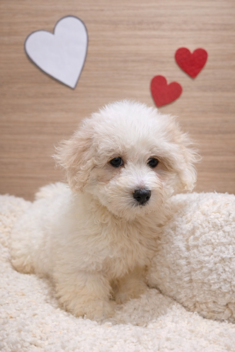 Anis, Coton de Tulear mâle né le 07/12/25 Non LOF