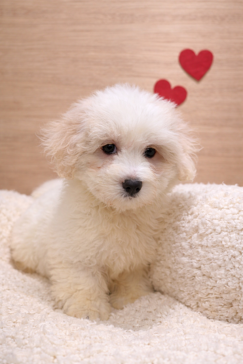 Anis, Coton de Tulear mâle né le 07/12/25 Non LOF